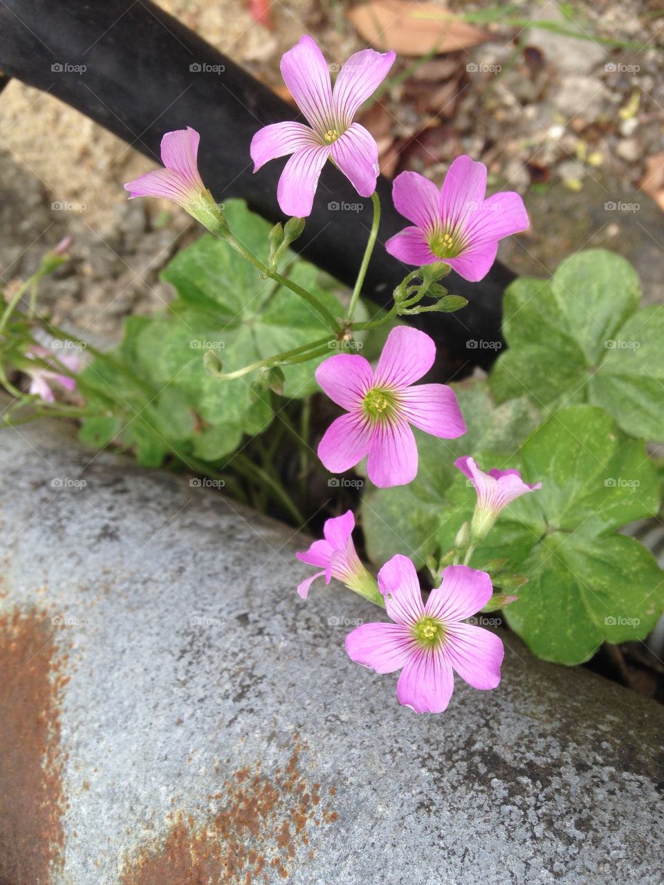 Pink flower by the pavement