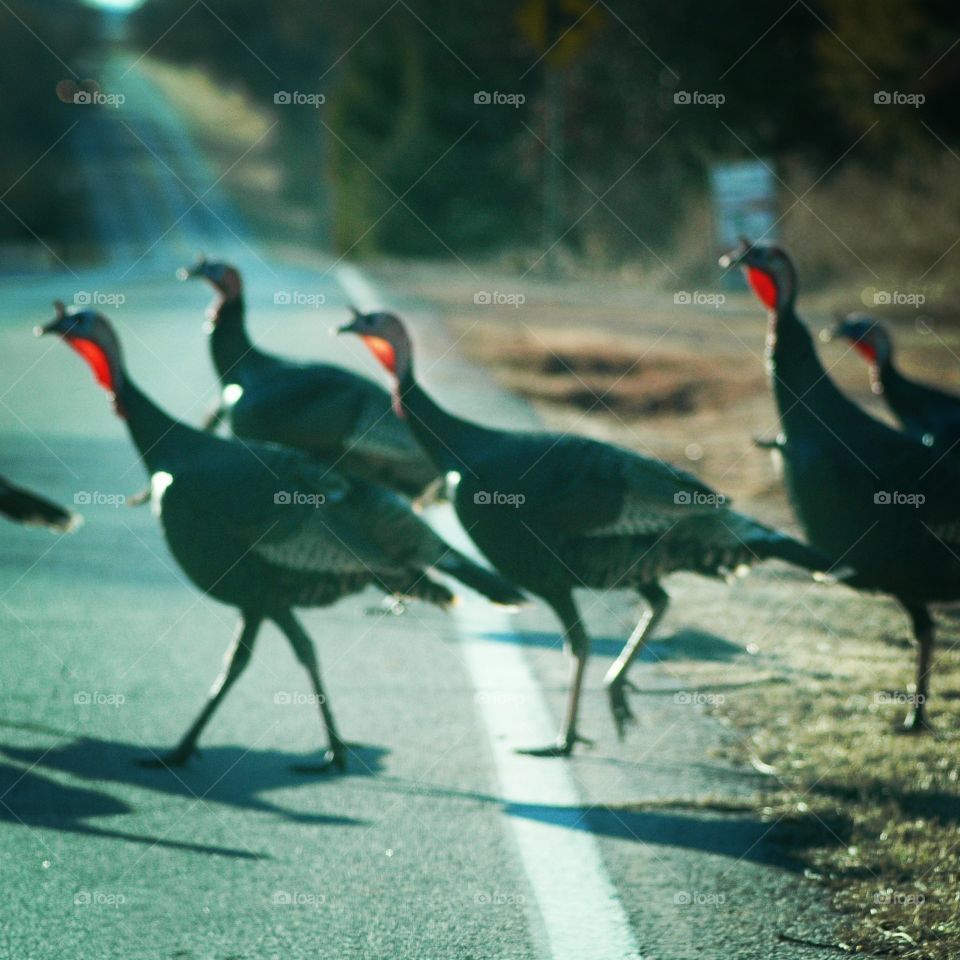 turkeys