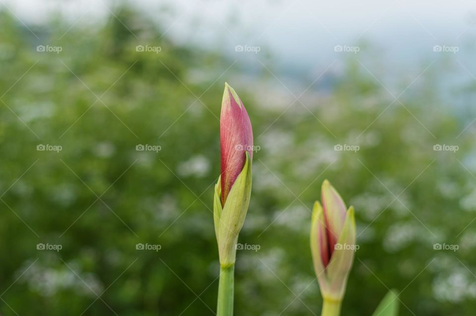 Buds of lily flowers indicating arrival of spring time