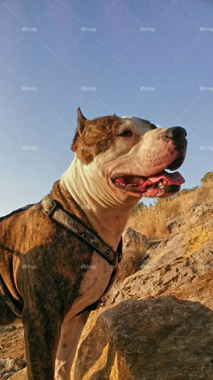 pit bull  dog love