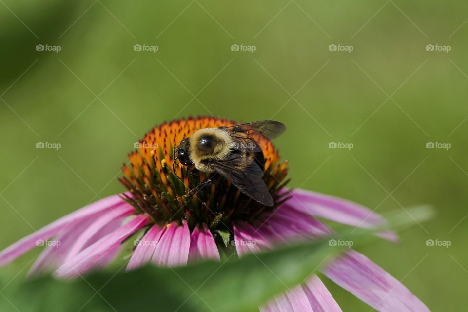 A bee on a coneflower