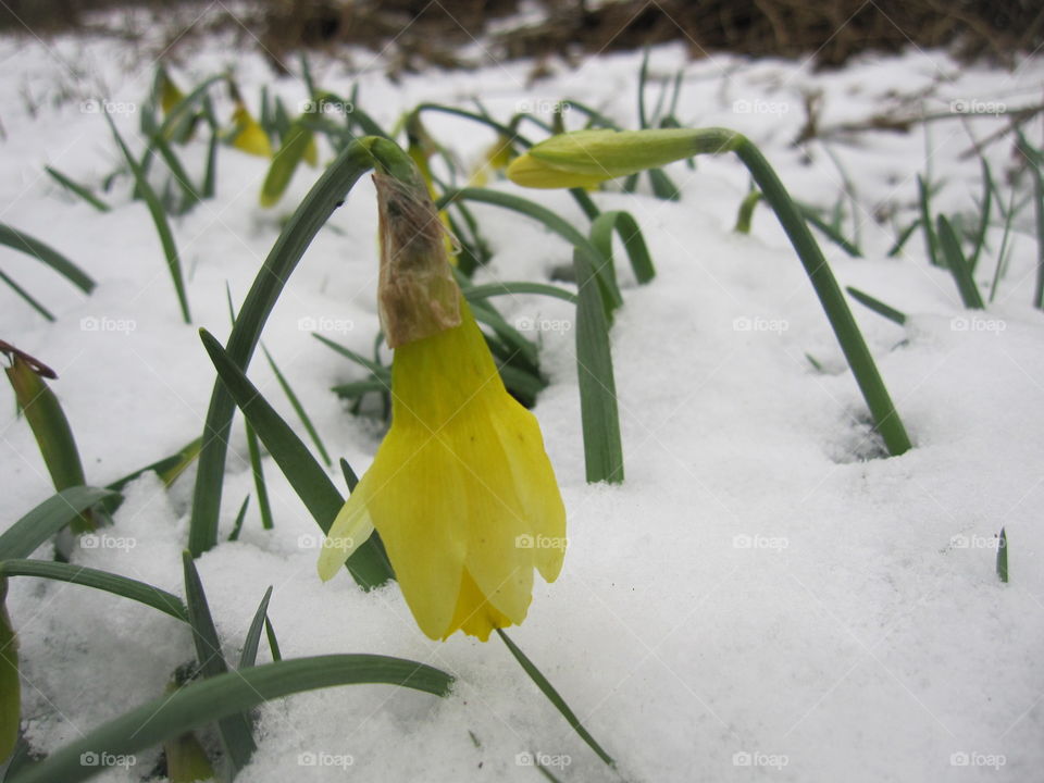 Easter Flower