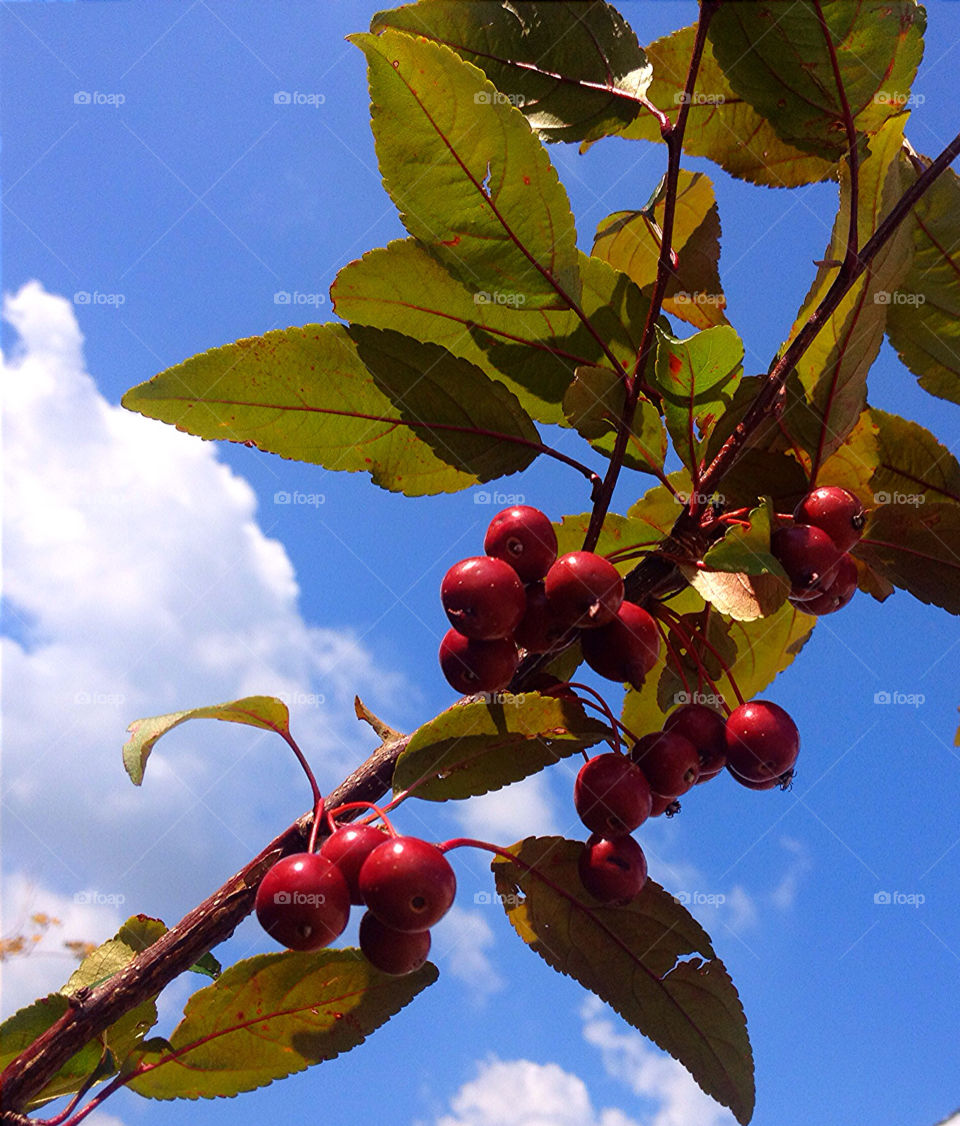 sky green blue red by vickikl3