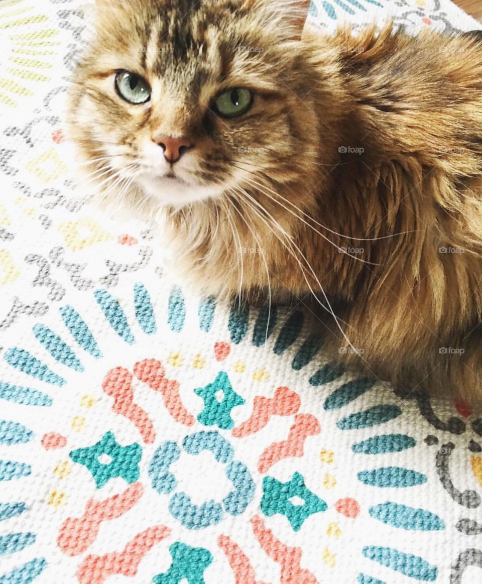 Maine coon cat on a colorful rug