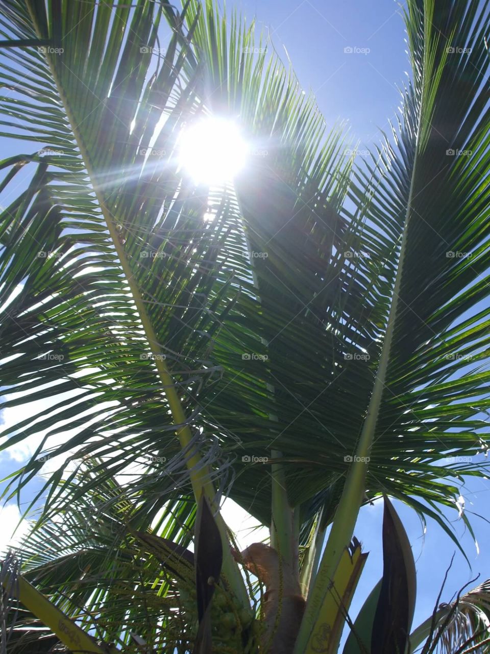 Sun and palms . Sun rise 