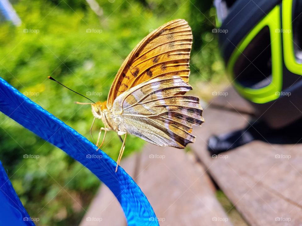 ein Schmetterling in Farbe der auf einem Seil steht