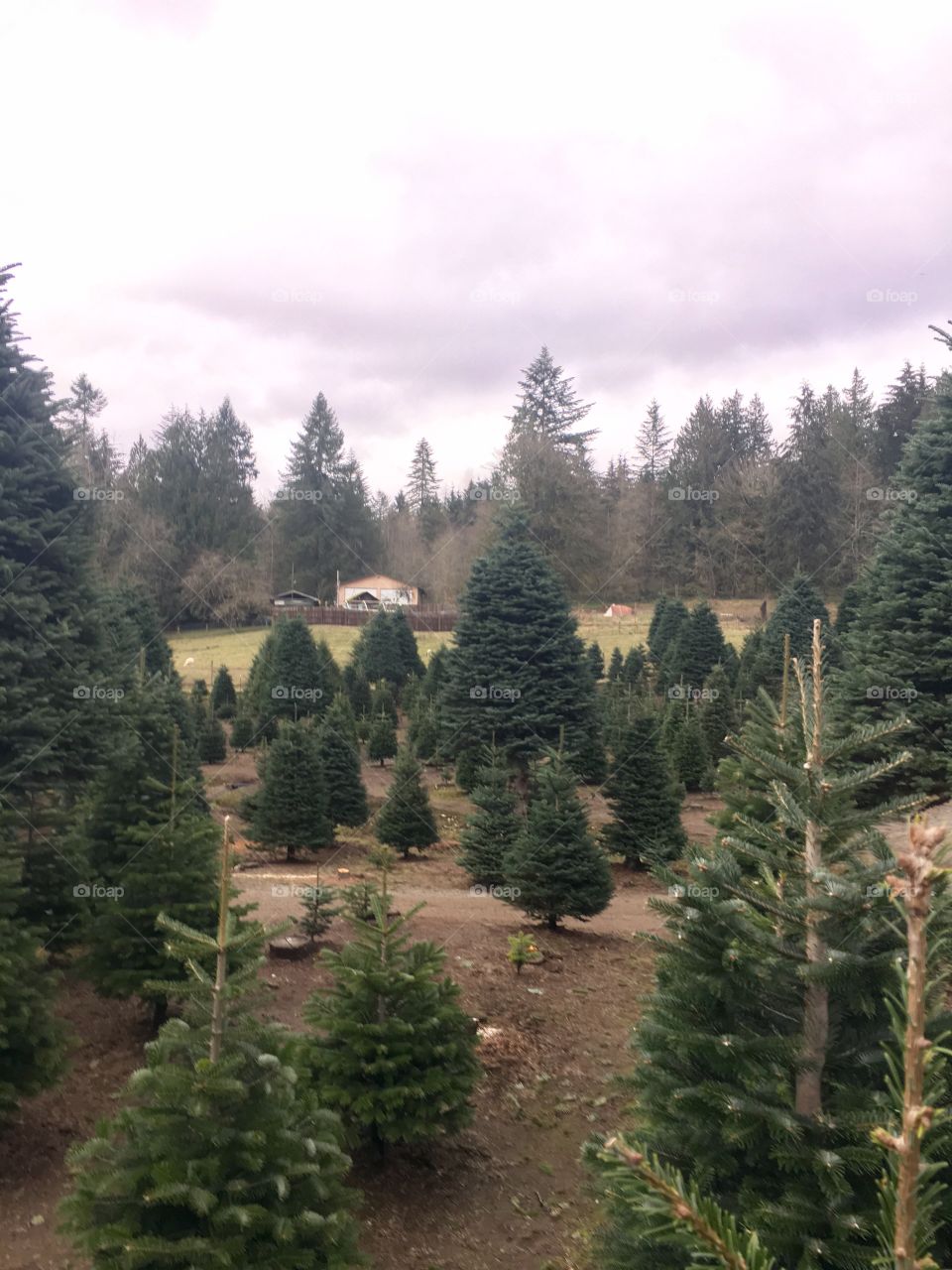 Christmas tree farm in the Northwest! 