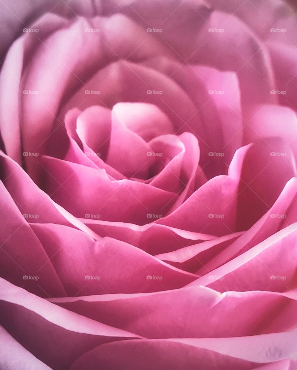 Beauty of rose