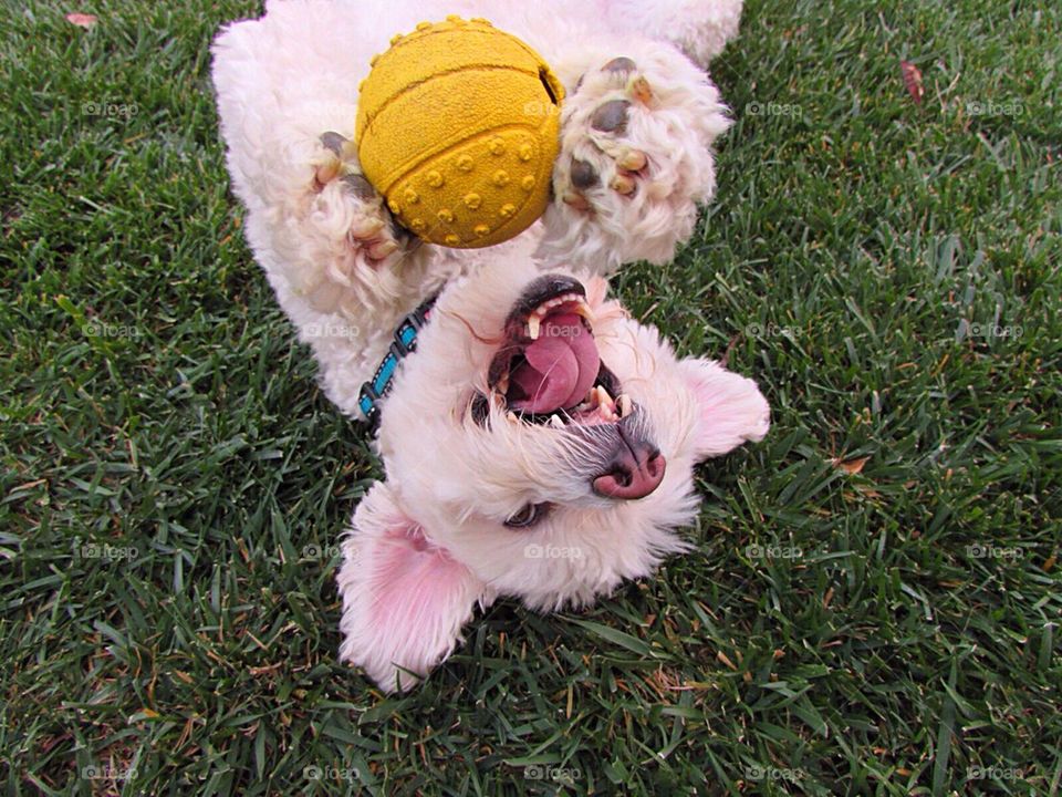 Happy Pup with Ball