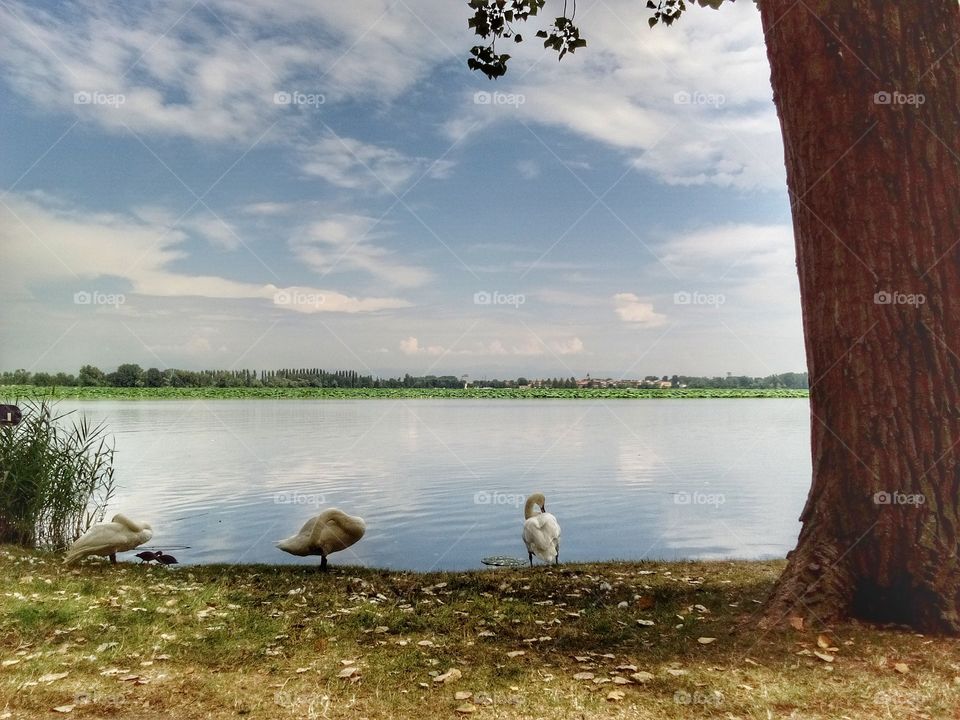Mantova: lake and swan