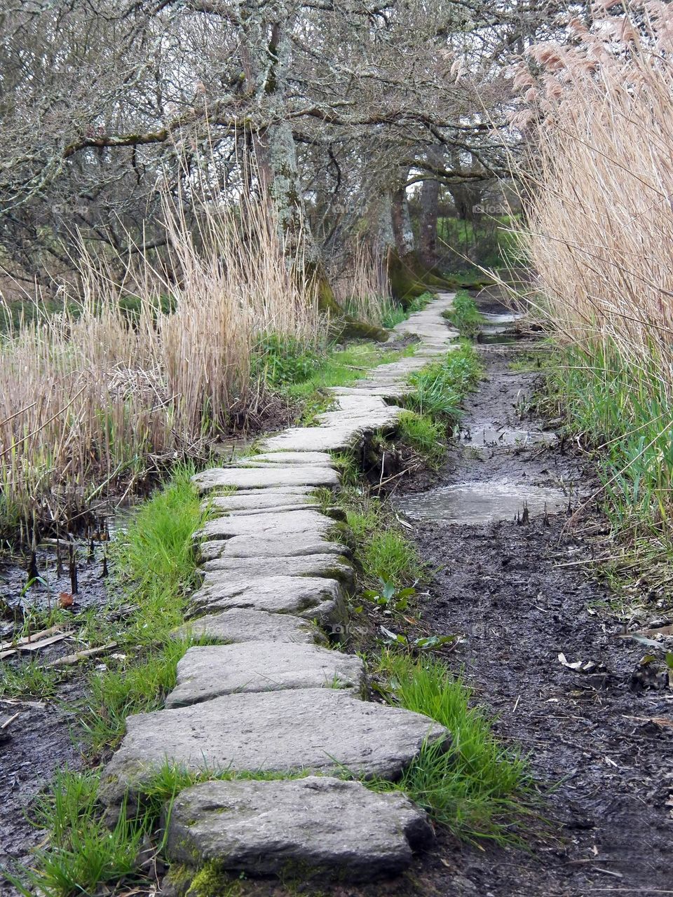 Piedestrian childhood forest pathway - cromagnon ?
