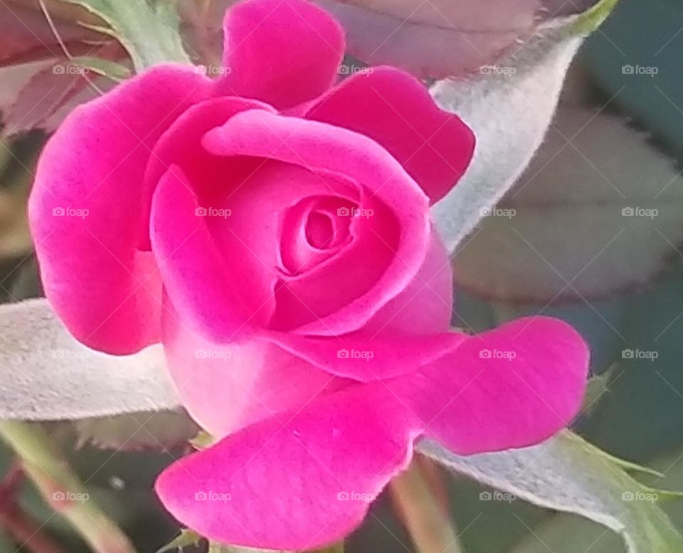 A Rose is a Rose...Beautiful!