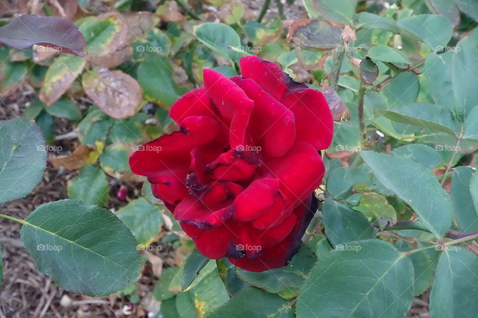 Red rose from the side.