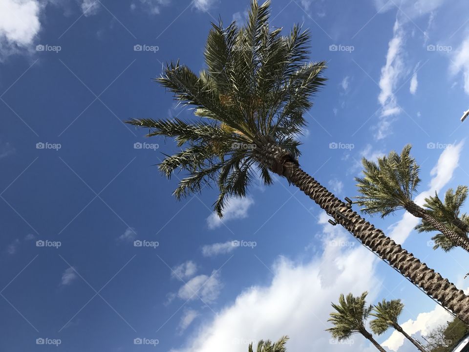 Blue Sky, Clouds, and Palm Trees