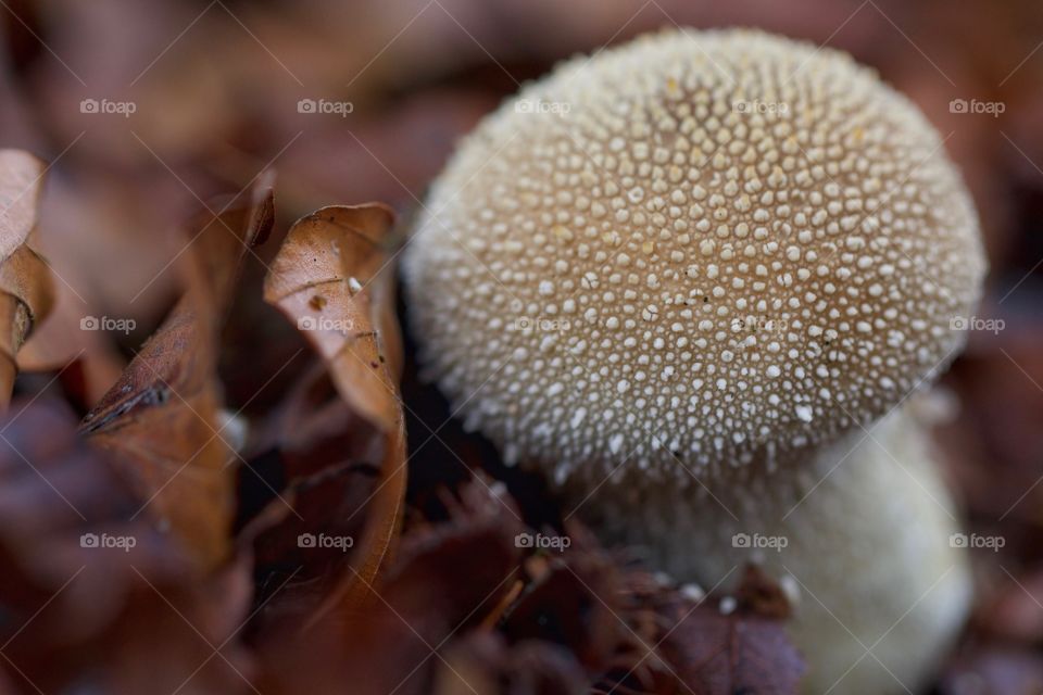 High angle view of a mushroom