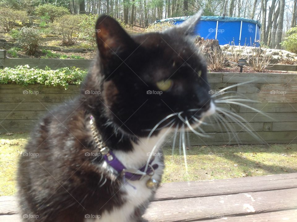 My black and white fluffy tuxedo cat.