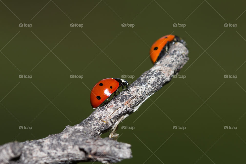 friendship concept: two ladybugs on a little dry branch