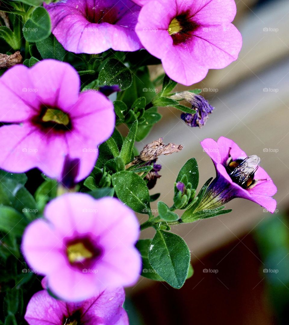 Bee at work