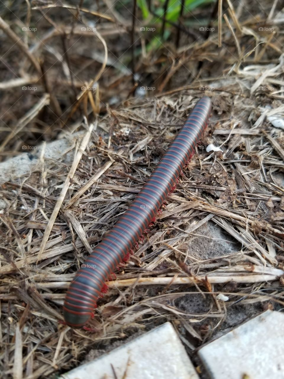 millipede