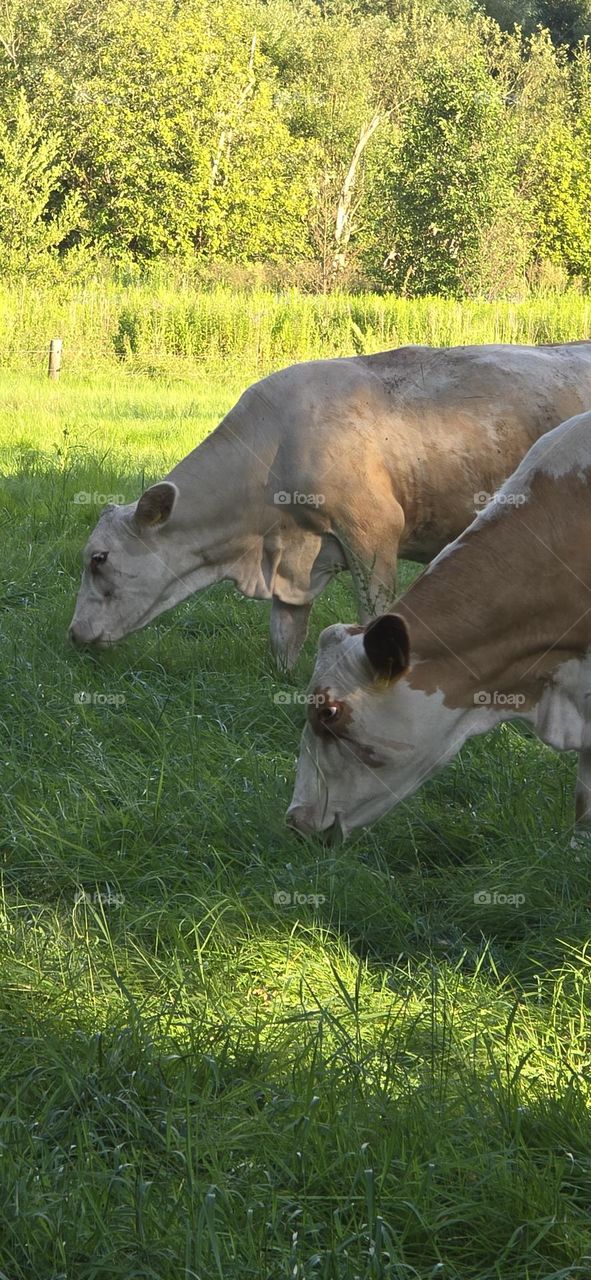 Cows