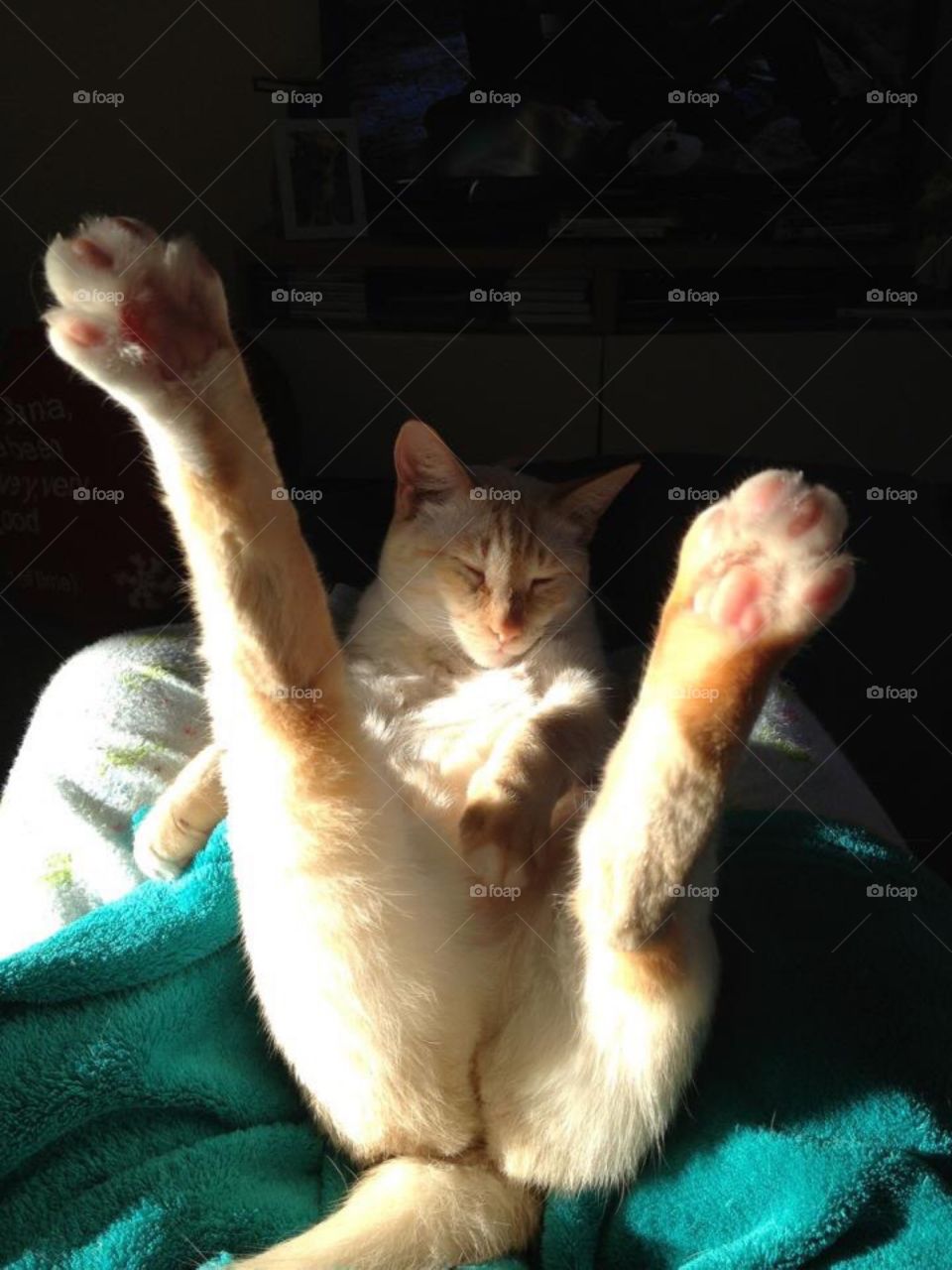 This cat as a funny way of sleeping 