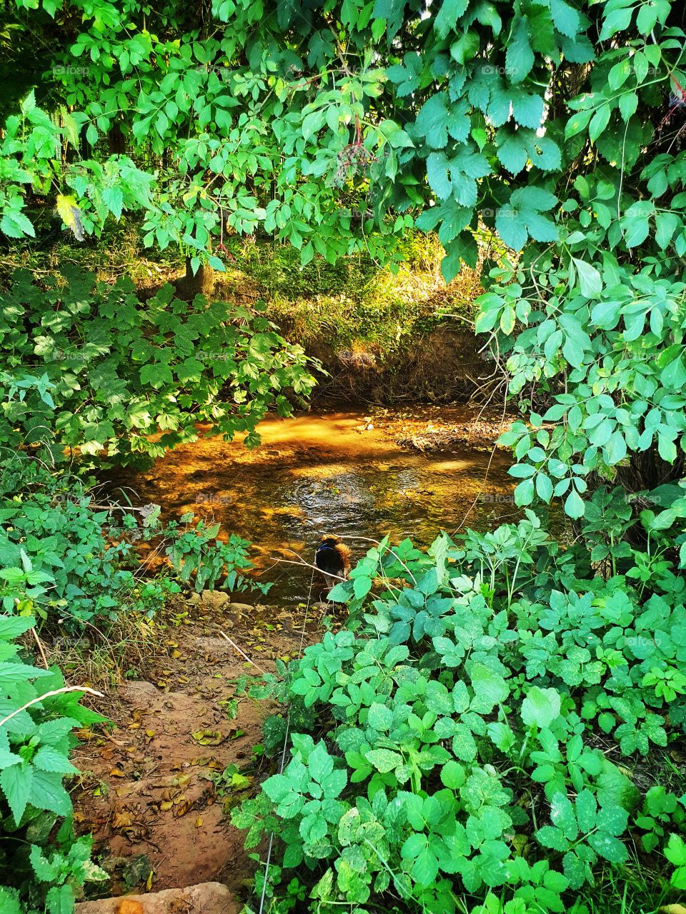 Little River behind trees