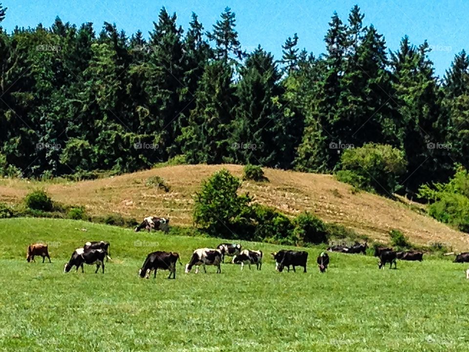 Pasture and cows