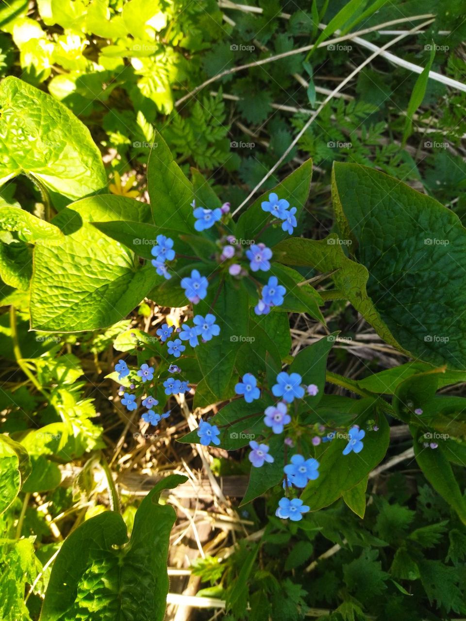 весенние цветы