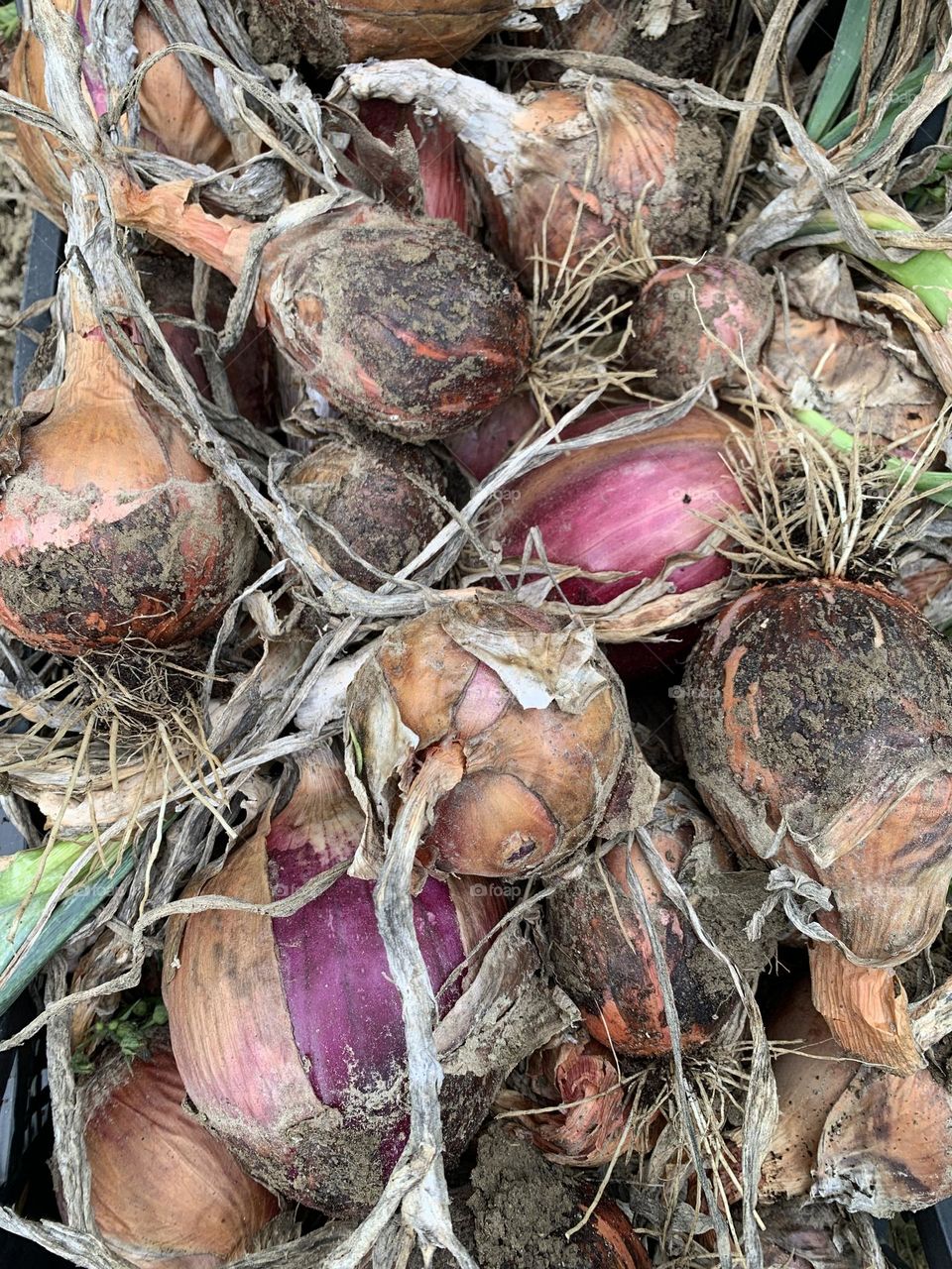 detail of an old agricultural tool that was used for cutting hay, photographed at sunset