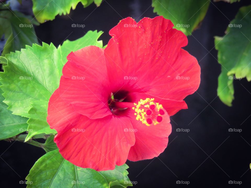 Hibiscus 