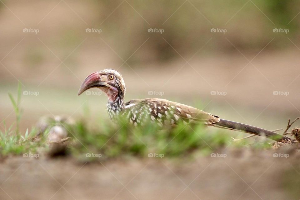 A red billed hornbill listening to the sound of my camera focusing on him 
