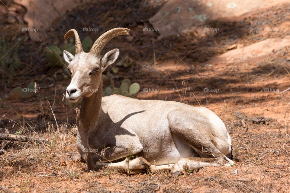 Zion Desert Bighorn sheep. Zion National Park Bighorn sheep resting. Grey color. One broken horn. Cactus in background
