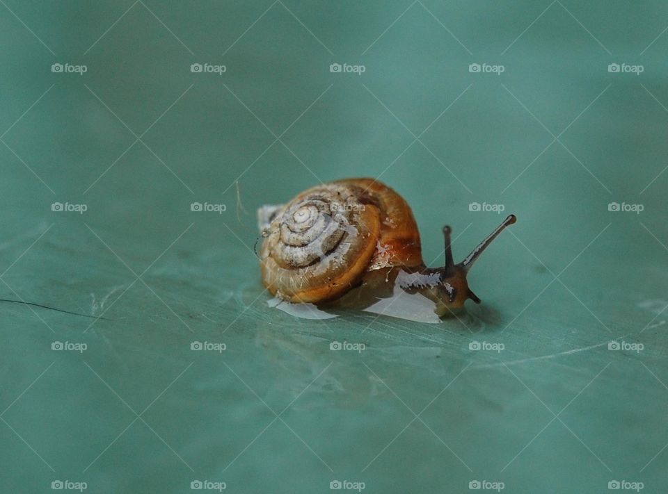 Snail on teal coloured background in water on a rainy day.