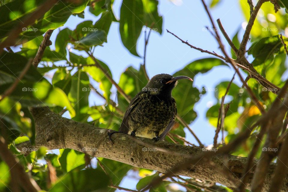 Baby amethyst sunbird sitting on a branch between leaves