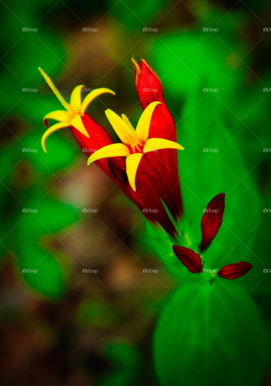 Sooo small but still beautiful