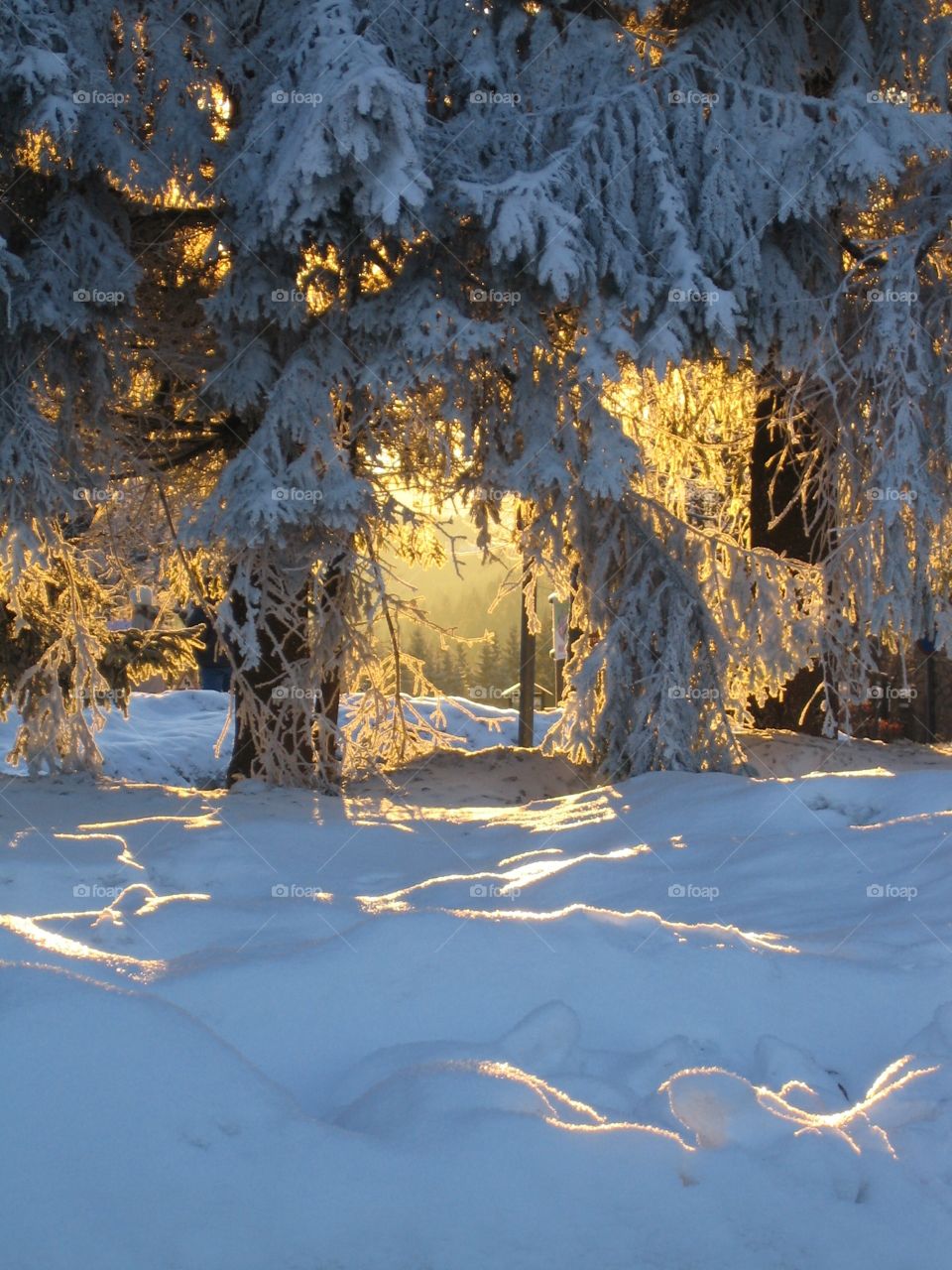 Snow & sun, winter light ⛄🌞