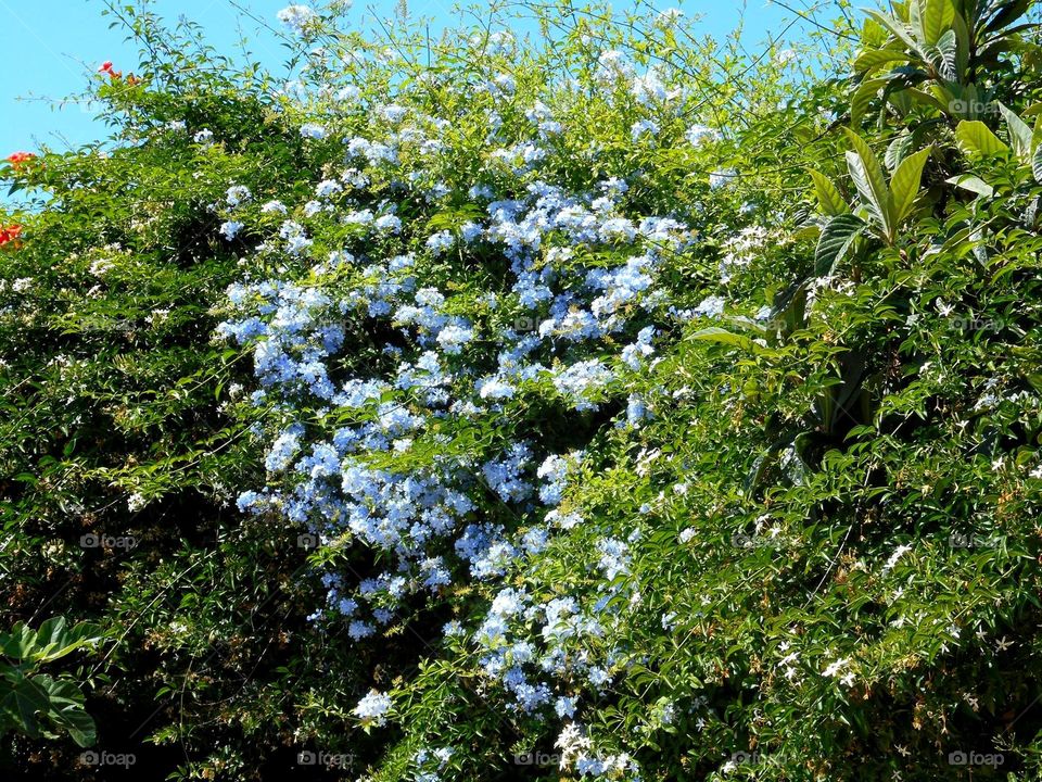 Plumbago auriculata in a garden of the Italian island of Ischia