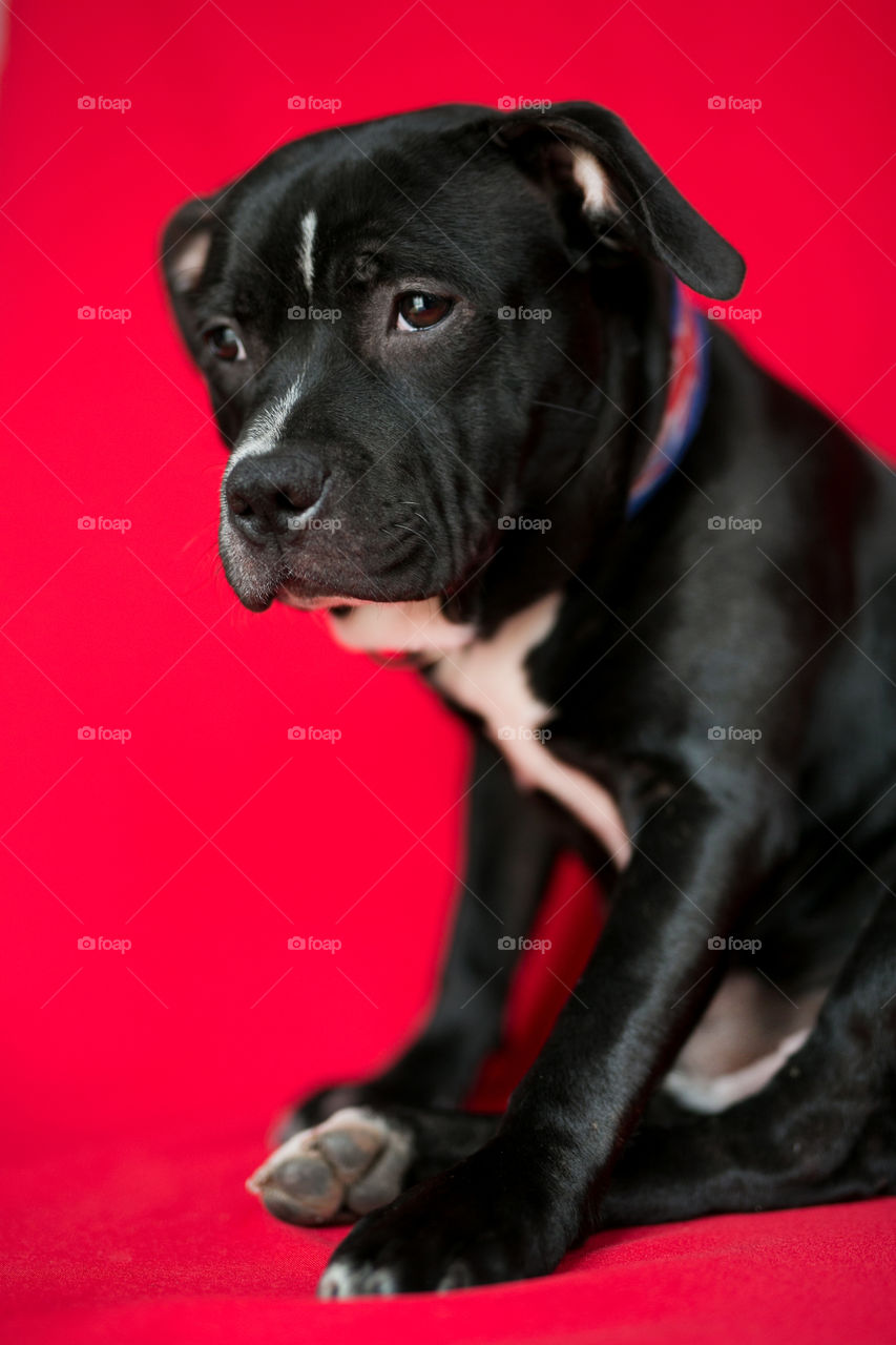 Cute dog poising on the camera,studio