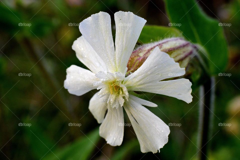 white wild flower