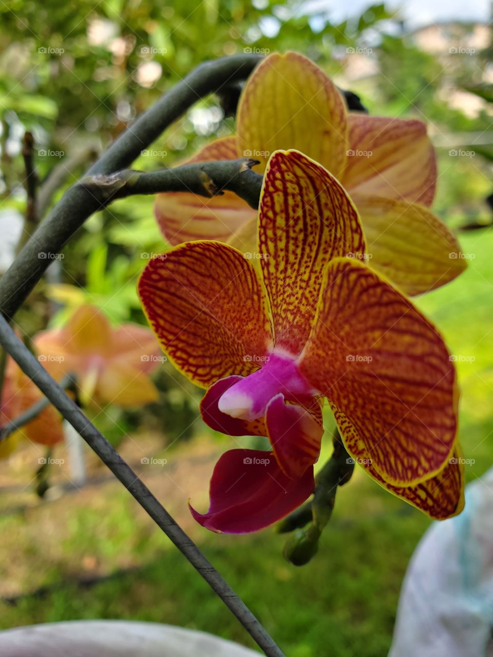 beautiful miniature orchids