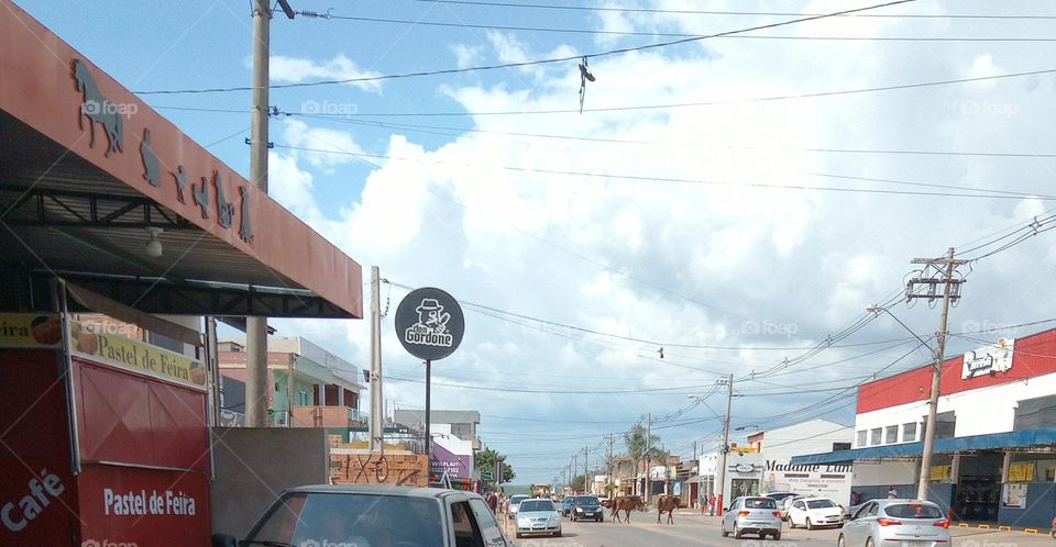 Editors'Choice Photo of the week Animais e veículos compartilhando o mesmo espaço da via publica