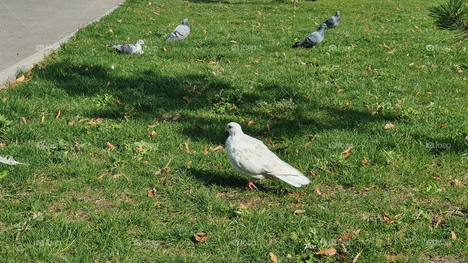 white pigeon and four grey pigeons