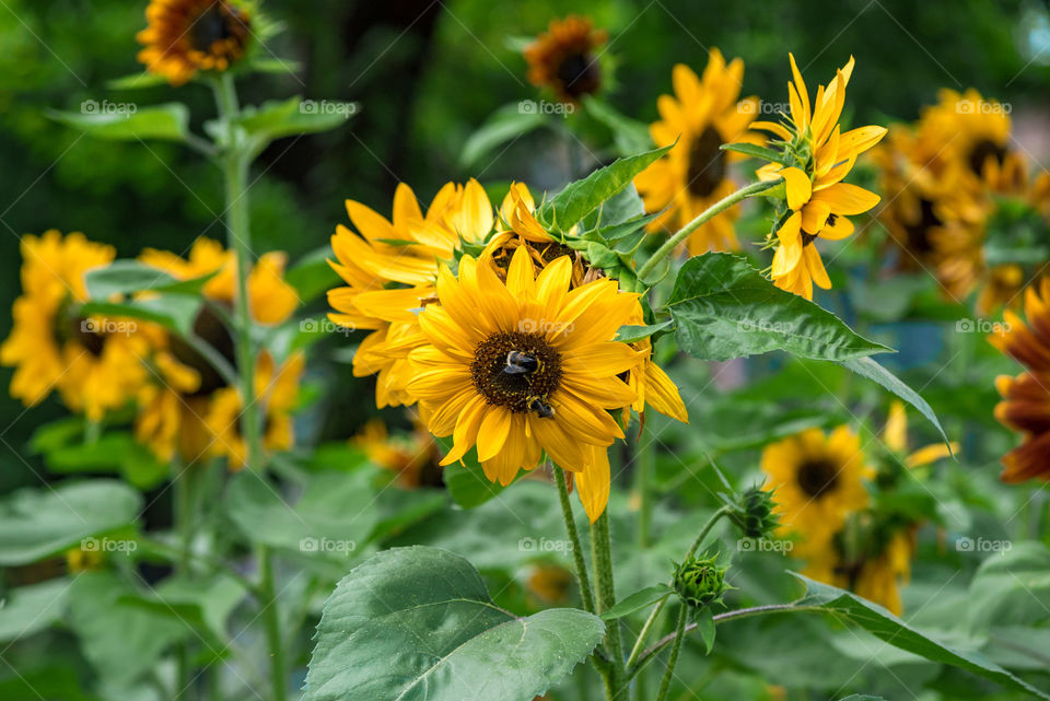 sunflowers bees and bumblebees