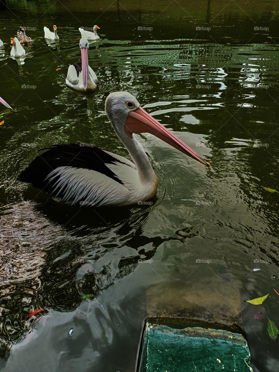 The great white pelican (Pelecanus
onocrotalus) aka the eastern white pelican, rosy pelican or white pelican. A group of pelicans finding and waiting for food from visitors in the zoo.