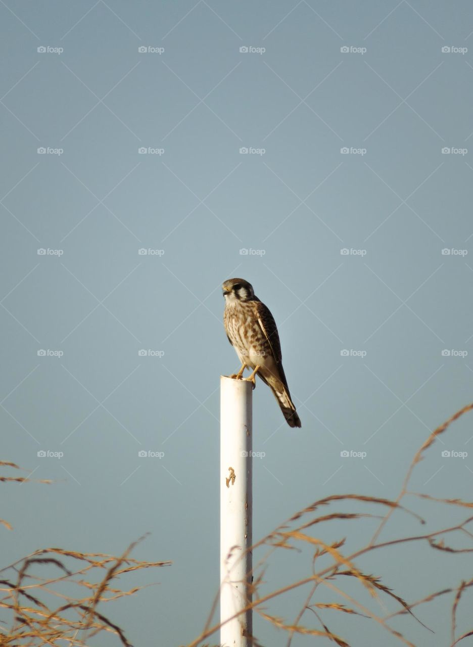 American Kestrel Searching for Prey from a Pole