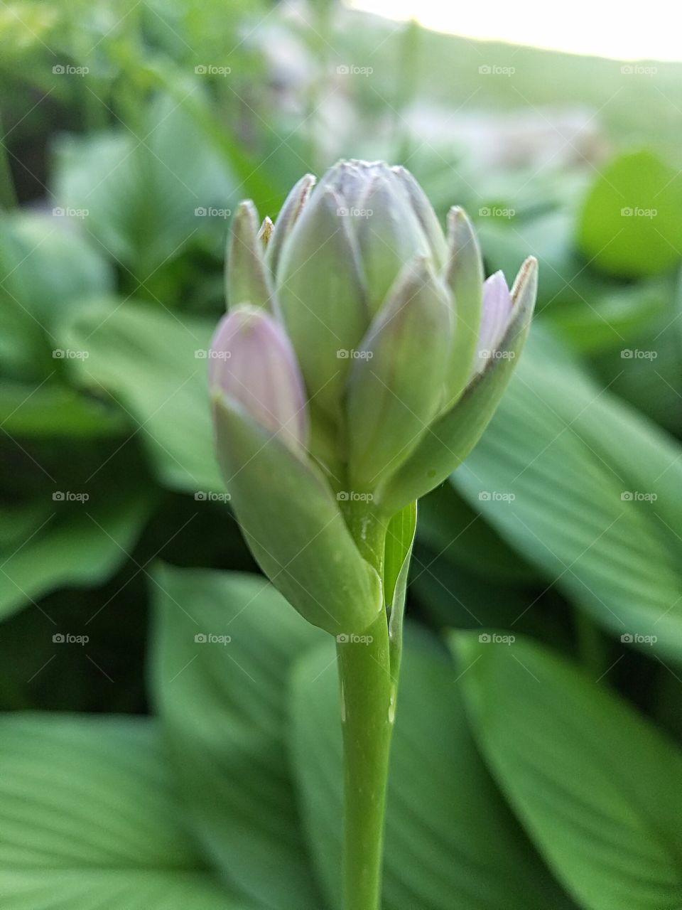 hosta ready to bloom