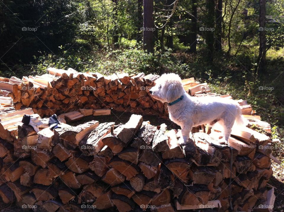 Dog on firewood