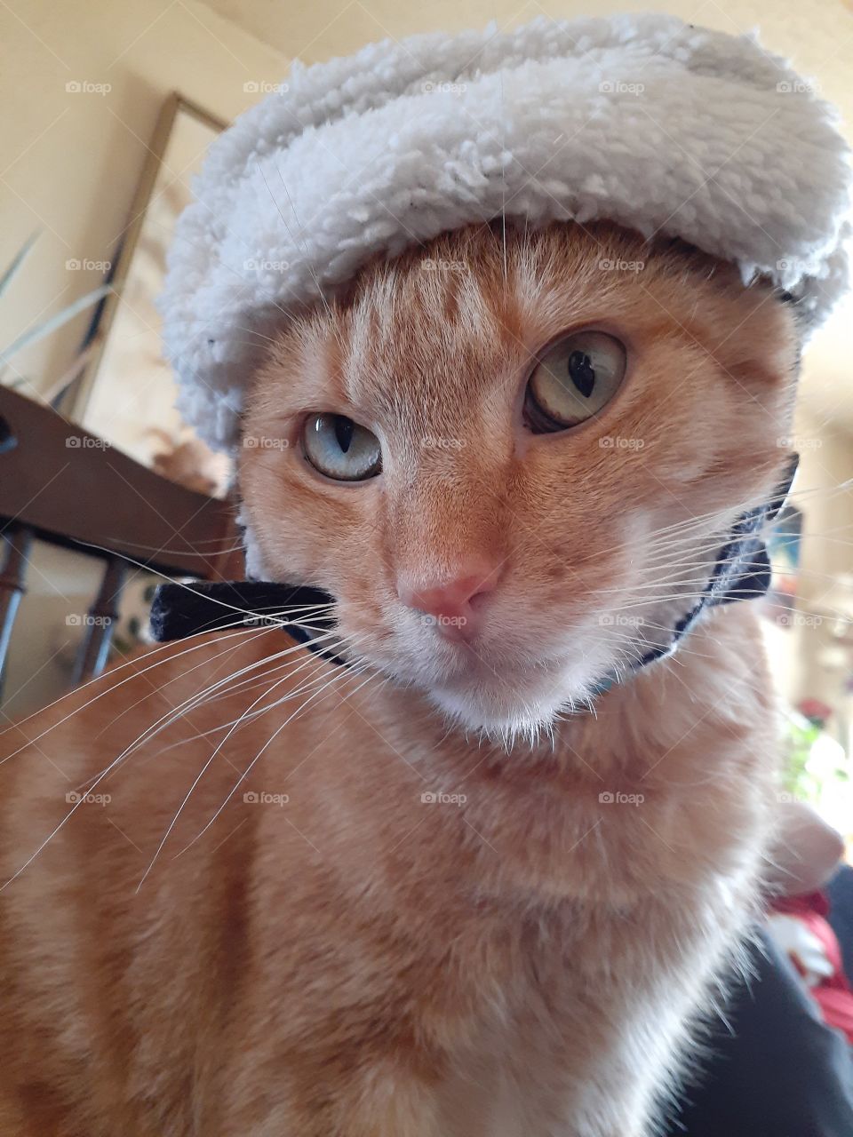 Cat in the Hat