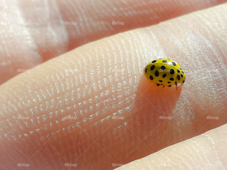 ladybug yellow finger zoom hand tiny little beautiful one spotted