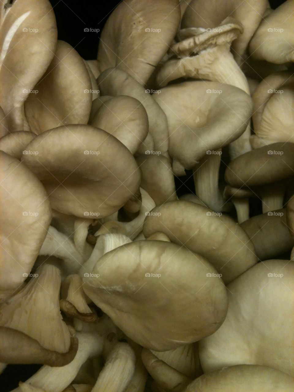 Mushrooms . Mushrooms for sale